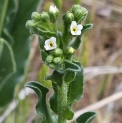 Hackelia suaveolens (Sweet Hounds Tongue) at Belconnen, ACT - 15 Oct 2023 by sangio7