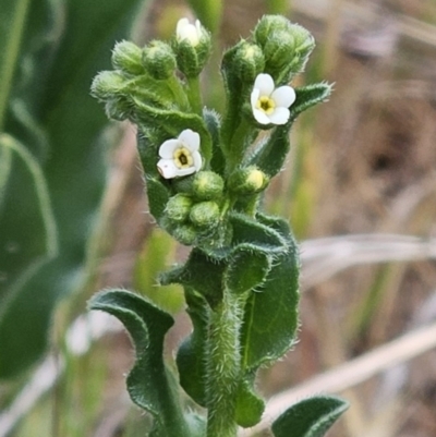 Hackelia suaveolens (Sweet Hounds Tongue) at The Pinnacle - 15 Oct 2023 by sangio7