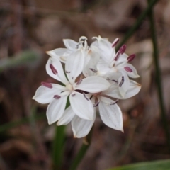 Burchardia umbellata (Milkmaids) at Stawell, VIC - 15 Oct 2023 by AnneG1