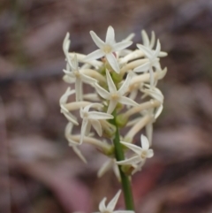 Stackhousia monogyna (Creamy Candles) at Stawell, VIC - 15 Oct 2023 by AnneG1