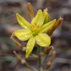 Bulbine bulbosa (Golden Lily) at Stawell, VIC - 15 Oct 2023 by AnneG1