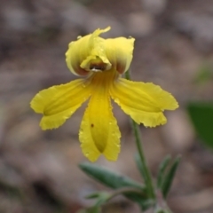 Velleia paradoxa (Spur Velleia) at Stawell, VIC - 15 Oct 2023 by AnneG1