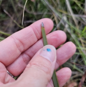 Lomandra multiflora at Carwoola, NSW - 16 Oct 2023