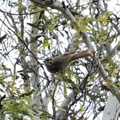 Caligavis chrysops (Yellow-faced Honeyeater) at Carwoola, NSW - 16 Oct 2023 by Csteele4