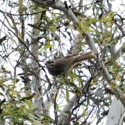 Caligavis chrysops (Yellow-faced Honeyeater) at Carwoola, NSW - 16 Oct 2023 by Csteele4