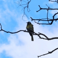 Nesoptilotis leucotis (White-eared Honeyeater) at Carwoola, NSW - 16 Oct 2023 by Csteele4