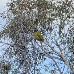 Nesoptilotis leucotis at Carwoola, NSW - 16 Oct 2023 05:04 PM