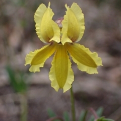 Goodenia paradoxa (Spur Goodenia) at Stawell, VIC - 15 Oct 2023 by AnneG1