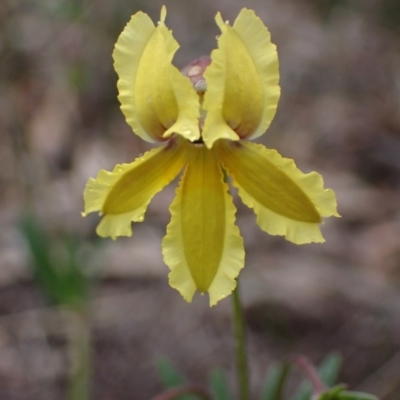 Goodenia paradoxa (Spur Goodenia) at Stawell, VIC - 15 Oct 2023 by AnneG1