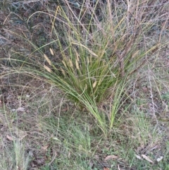 Carex appressa (Tall Sedge) at Bruce, ACT - 16 Oct 2023 by lyndallh