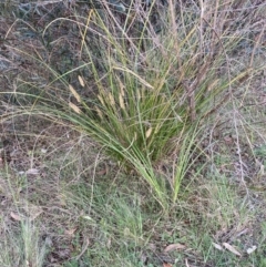 Carex appressa (Tall Sedge) at Bruce Ridge to Gossan Hill - 16 Oct 2023 by lyndallh