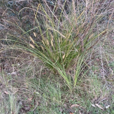 Carex appressa (Tall Sedge) at Bruce Ridge to Gossan Hill - 16 Oct 2023 by lyndallh