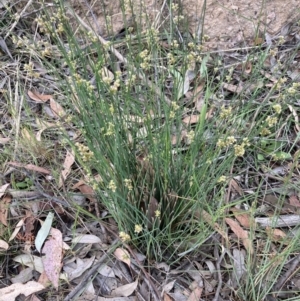 Juncus sp. at Bruce, ACT - 16 Oct 2023 05:58 PM