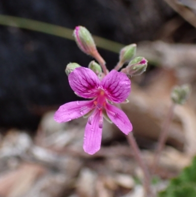 Pelargonium rodneyanum (Magenta Stork's Bill) at Stawell, VIC - 15 Oct 2023 by AnneG1