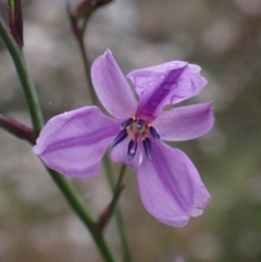 Arthropodium strictum (Chocolate Lily) at Stawell, VIC - 15 Oct 2023 by AnneG1