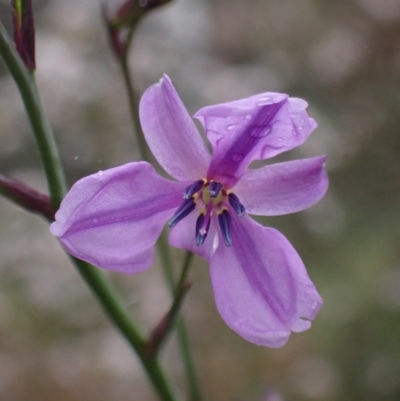 Arthropodium strictum (Chocolate Lily) at Stawell, VIC - 15 Oct 2023 by AnneG1