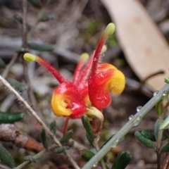 Grevillea alpina (Mountain Grevillea / Cat's Claws Grevillea) at Stawell, VIC - 15 Oct 2023 by AnneG1