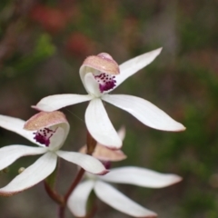 Caladenia cucullata (Lemon Caps) at Stawell, VIC - 15 Oct 2023 by AnneG1