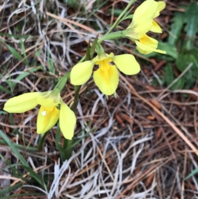 Diuris amabilis (Large Golden Moth) at Gundaroo Cemetery - 15 Oct 2023 by rainer