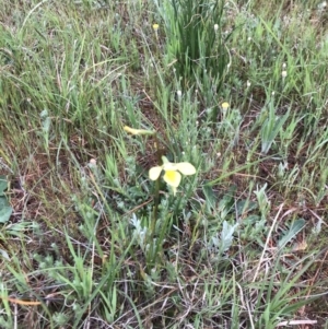 Diuris amabilis at Gundaroo, NSW - 16 Oct 2023