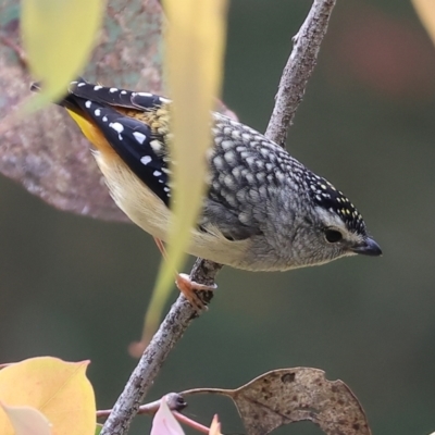 Pardalotus punctatus (Spotted Pardalote) at Beechworth, VIC - 14 Oct 2023 by KylieWaldon