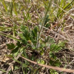 Ranunculus lappaceus (Australian Buttercup) at Tuggeranong, ACT - 16 Oct 2023 by HelenCross