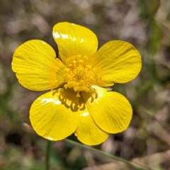 Ranunculus lappaceus at Tuggeranong, ACT - 16 Oct 2023