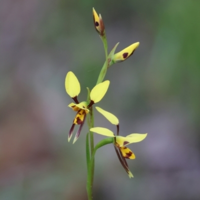 Diuris sulphurea (Tiger Orchid) at Beechworth, VIC - 15 Oct 2023 by KylieWaldon