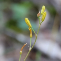 Bulbine sp. at Beechworth, VIC - 15 Oct 2023 by KylieWaldon