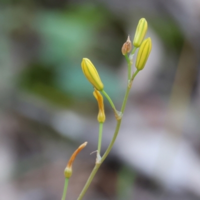 Bulbine sp. at Beechworth, VIC - 15 Oct 2023 by KylieWaldon