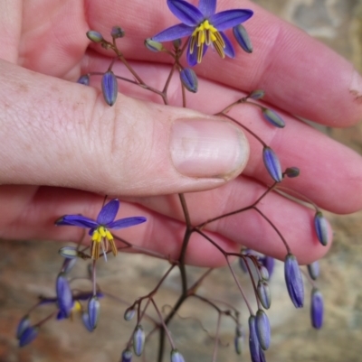 Dianella revoluta var. revoluta (Black-Anther Flax Lily) at Bungendore, NSW - 15 Oct 2023 by clarehoneydove