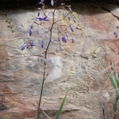 Dianella revoluta var. revoluta at Bungendore, NSW - 15 Oct 2023