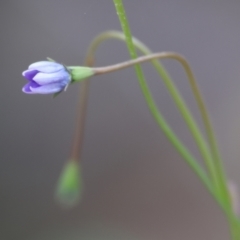 Wahlenbergia sp. (Bluebell) at Beechworth, VIC - 14 Oct 2023 by KylieWaldon