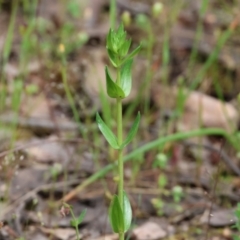 Centaurium sp. (Centaury) at Beechworth, VIC - 15 Oct 2023 by KylieWaldon