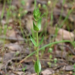 Centaurium sp. (Centaury) at Beechworth, VIC - 14 Oct 2023 by KylieWaldon