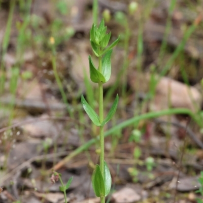 Centaurium sp. (Centaury) at Beechworth, VIC - 15 Oct 2023 by KylieWaldon