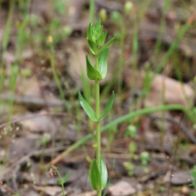 Centaurium sp. (Centaury) at Beechworth, VIC - 14 Oct 2023 by KylieWaldon