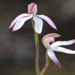 Caladenia moschata (Musky Caps) at Beechworth, VIC - 14 Oct 2023 by KylieWaldon