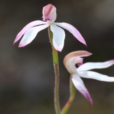 Caladenia moschata (Musky Caps) at Beechworth, VIC - 14 Oct 2023 by KylieWaldon