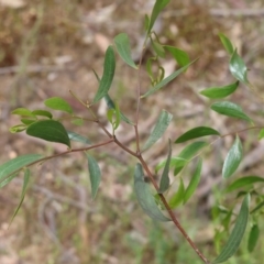 Acacia verniciflua (Varnish Wattle) at Beechworth, VIC - 15 Oct 2023 by KylieWaldon