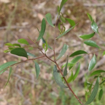 Acacia verniciflua (Varnish Wattle) at Beechworth, VIC - 14 Oct 2023 by KylieWaldon