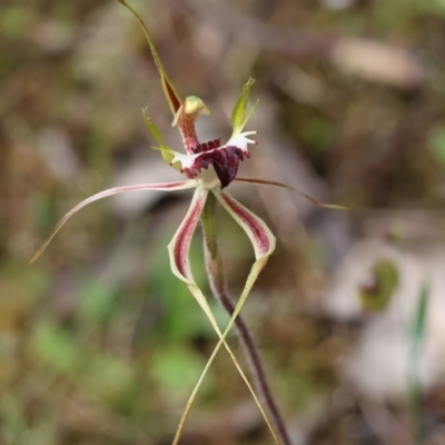 Caladenia tentaculata (Fringed Spider Orchid) at Beechworth, VIC - 14 Oct 2023 by KylieWaldon