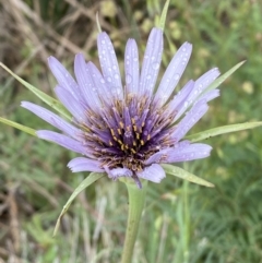 Tragopogon porrifolius subsp. porrifolius (Salsify, Oyster Plant) at Denman Prospect, ACT - 15 Oct 2023 by SteveBorkowskis