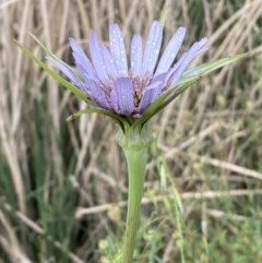 Tragopogon porrifolius subsp. porrifolius at Denman Prospect, ACT - 16 Oct 2023 10:58 AM