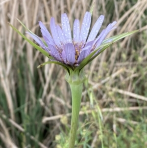 Tragopogon porrifolius subsp. porrifolius at Denman Prospect, ACT - 16 Oct 2023 10:58 AM