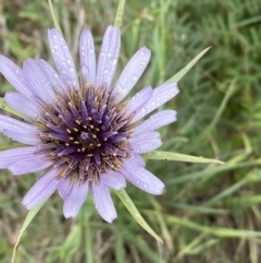 Tragopogon porrifolius subsp. porrifolius at Denman Prospect, ACT - 16 Oct 2023