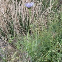 Tragopogon porrifolius subsp. porrifolius at Denman Prospect, ACT - 16 Oct 2023