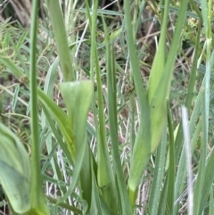 Tragopogon porrifolius subsp. porrifolius at Denman Prospect, ACT - 16 Oct 2023 10:58 AM