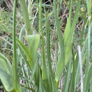 Tragopogon porrifolius subsp. porrifolius at Denman Prospect, ACT - 16 Oct 2023