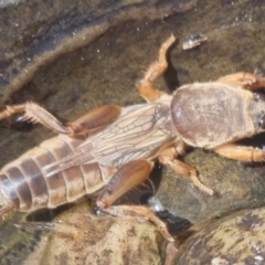 Gryllotalpa australis at Bungendore, NSW - 3 Oct 2023